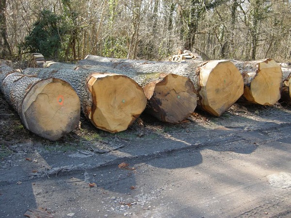 Gỗ sồi trắng - Công Ty TNHH Gỗ Viễn Đông